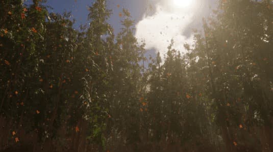 Render looking up through the fir canopy into sunlight and fog