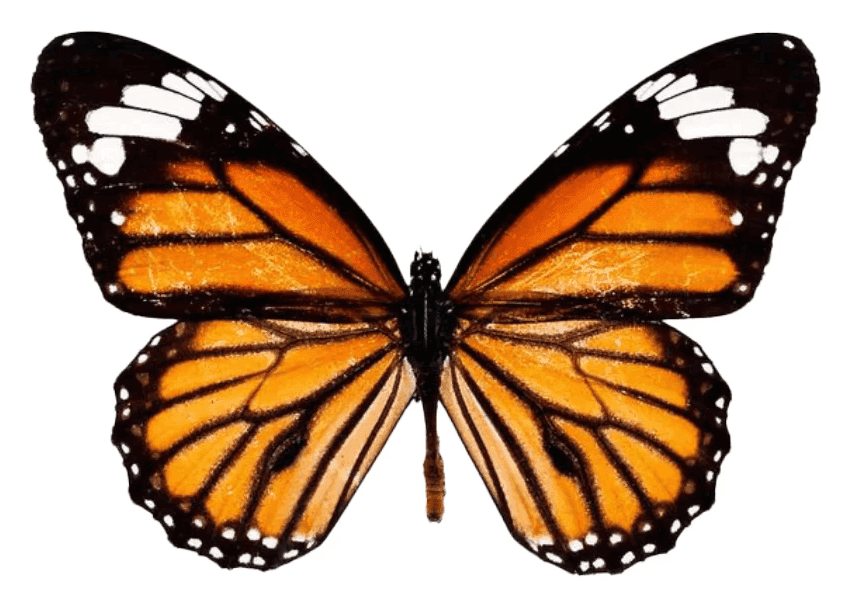 A monarch butterfly, wings spread, photographed like a pinned specimen on white paper